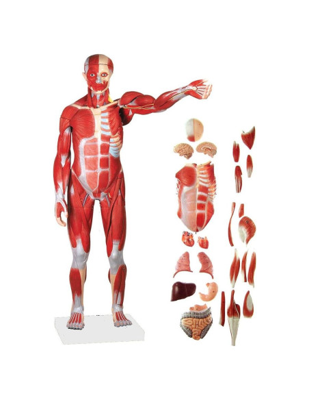 Modelo Anatómico Humano Muscular Wellden 27 Partes 80cm Modelo Anatómico Humano Muscular Wellden 27 Partes 80cm
