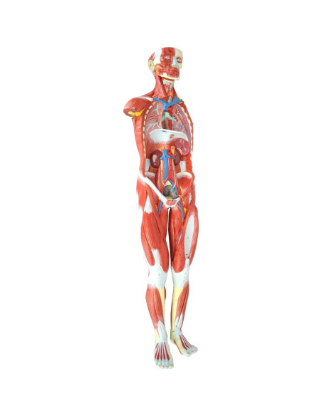 Modelo Anatómico Humano Muscular Wellden 27 Partes 80cm Modelo Anatómico Humano Muscular Wellden 27 Partes 80cm