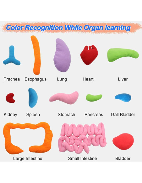 Delantal de Anatomía KAKIBLIN 3D para Niños - Juguete Educativo Delantal de Anatomía KAKIBLIN 3D para Niños - Juguete Educativo