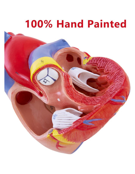 Modelo de Corazón Humano 3D Ruiishunyy 22.86x10.99 cm Modelo de Corazón Humano 3D Ruiishunyy 22.86x10.99 cm