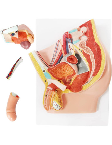 Modelo de Anatomía Reproductiva Masculina Meriden 5 Partes