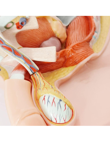 Modelo de Anatomía Reproductiva Masculina Meriden 5 Partes