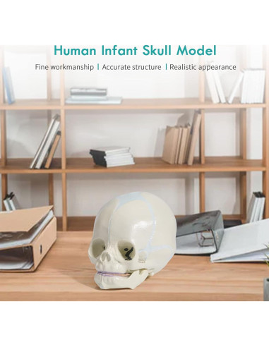 Modelo de Cráneo Infantil Humano LVCHEN - Tamaño Real PVC
