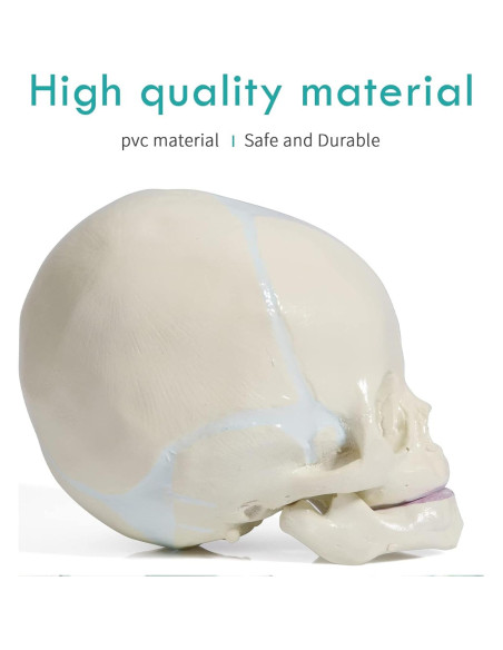 Modelo de Cráneo Infantil Humano LVCHEN - Tamaño Real PVC Modelo de Cráneo Infantil Humano LVCHEN - Tamaño Real PVC