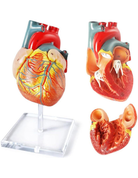 Modelo de Corazón Humano 3D Anatomía 2 Partes PVC 14x14x13cm Modelo de Corazón Humano 3D Anatomía 2 Partes PVC 14x14x13cm
