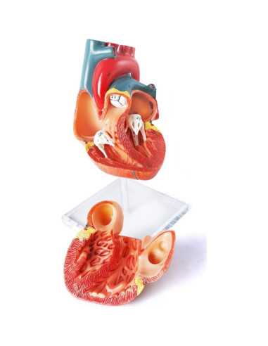 Modelo de Corazón Humano 3D Anatomía 2 Partes PVC 14x14x13cm