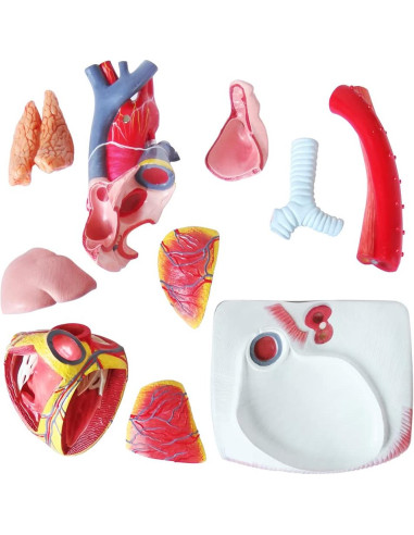 Modelo Anatómico Corazón Humano Deluxe EVOTECH 1.5X 10 Piezas