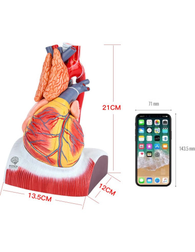 Modelo Anatómico Corazón Humano Deluxe EVOTECH 1.5X 10 Piezas