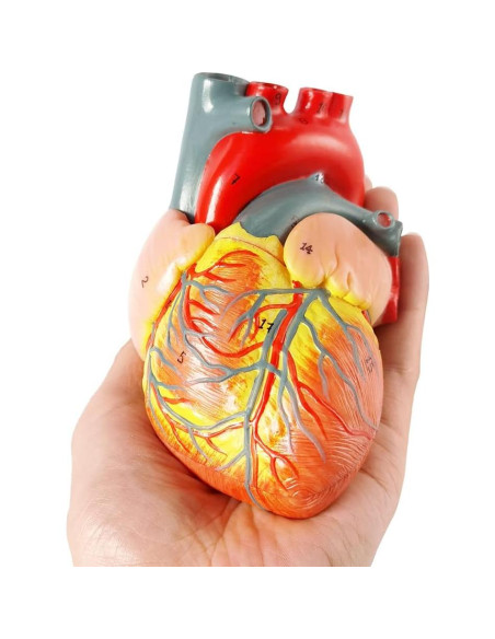Modelo de Corazón Humano 3D Anatomía 2 Partes PVC 14x14x13cm Modelo de Corazón Humano 3D Anatomía 2 Partes PVC 14x14x13cm