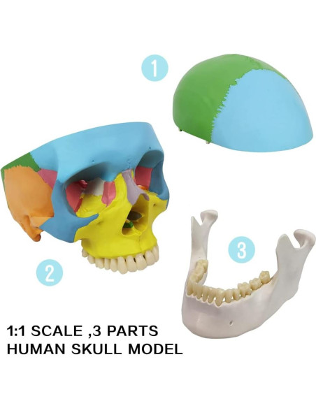 Modelo de Cráneo Humano Desmontable New Horizon 19x14x19cm Modelo de Cráneo Humano Desmontable New Horizon 19x14x19cm