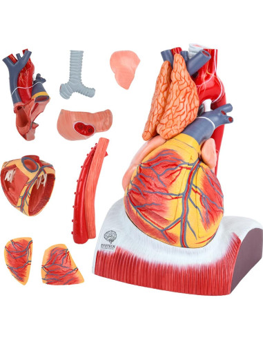 Modelo Anatómico Corazón Humano Deluxe EVOTECH 1.5X 10 Piezas