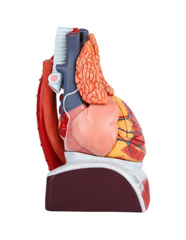 Modelo Anatómico Corazón Humano Deluxe EVOTECH 1.5X 10 Piezas