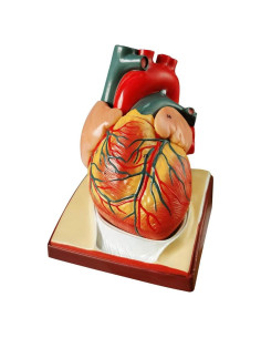 Modelo Anatómico de Corazón Humano Generies 2 Partes 34 Estructuras