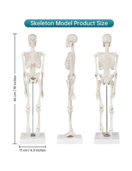 Modelo de Esqueleto Humano Ultrassist 43 cm con Cráneo Móvil Modelo de Esqueleto Humano Ultrassist 43 cm con Cráneo Móvil