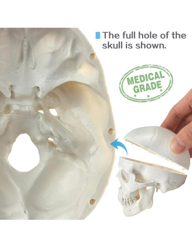 Cráneo Humano Mini HADWYN 3 Partes 8.89 cm Removible
