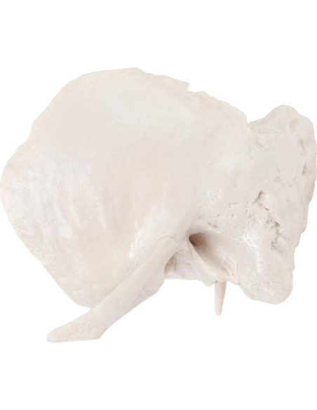 Modelo Hueso Temporal Axis Scientific - Derecho, Anatomía Cráneo Modelo Hueso Temporal Axis Scientific - Derecho, Anatomía Cráneo