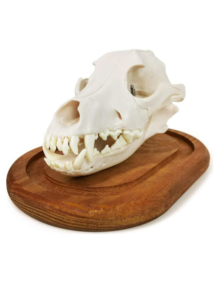Modelo de Cráneo de Perro Benilev 3 Partes Tamaño Real Modelo de Cráneo de Perro Benilev 3 Partes Tamaño Real