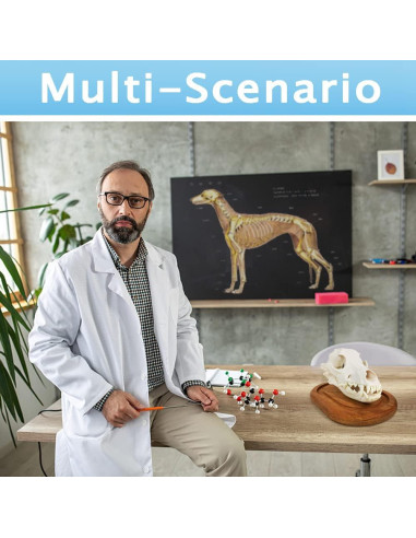 Modelo de Cráneo de Perro Benilev 3 Partes Tamaño Real