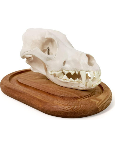 Modelo de Cráneo de Perro Benilev 3 Partes Tamaño Real