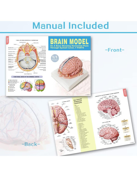 Modelo de Cerebro Humano Evotech Scientific 7 Partes Tamaño Real Modelo de Cerebro Humano Evotech Scientific 7 Partes Tamaño Real