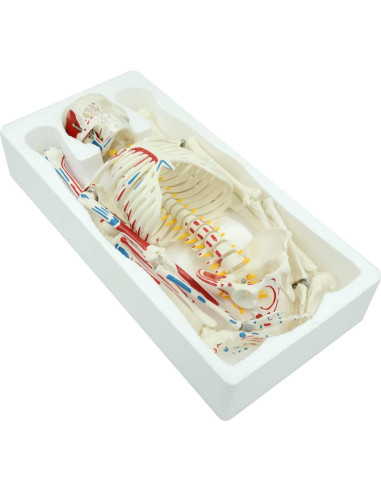 Modelo de Esqueleto Humano Mini SKUMOD 79 cm PVC Desmontable
