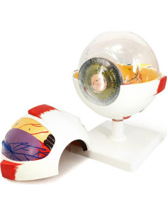 Modelo Anatómico del Ojo Humano EVOTECH 6 Partes 6X 2