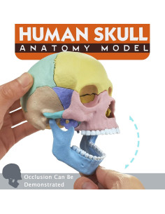 Modelo de Cráneo Humano HADWYN 17 Piezas Anatomía Educativa 2