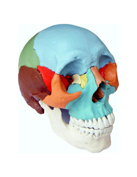 Modelo Cráneo Osteopático Humano Wellden 22 Partes Didáctico Modelo Cráneo Osteopático Humano Wellden 22 Partes Didáctico