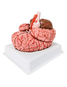 Modelo de Cerebro Humano Evotech 9 Piezas PVC a Tamaño Real