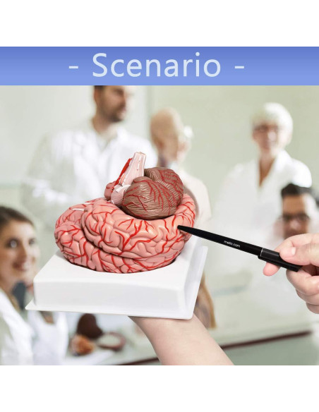 Modelo de Cerebro Humano Evotech 9 Piezas PVC a Tamaño Real Modelo de Cerebro Humano Evotech 9 Piezas PVC a Tamaño Real