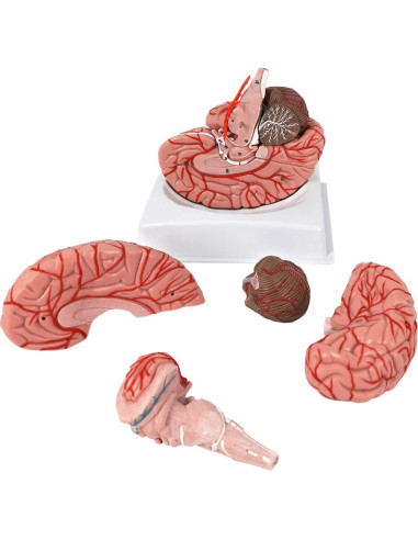 Modelo de Cerebro Humano Evotech 9 Piezas PVC a Tamaño Real