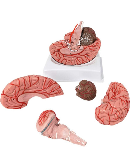 Modelo de Cerebro Humano Evotech 9 Piezas PVC a Tamaño Real Modelo de Cerebro Humano Evotech 9 Piezas PVC a Tamaño Real
