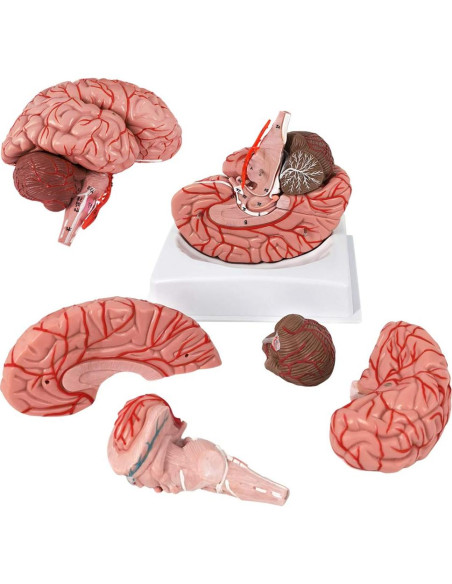 Modelo de Cerebro Humano Evotech 9 Piezas PVC a Tamaño Real Modelo de Cerebro Humano Evotech 9 Piezas PVC a Tamaño Real