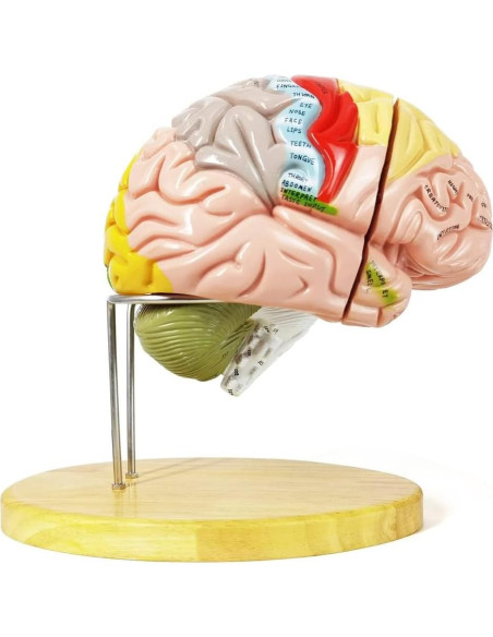 Modelo Anatómico Cerebro Humano EVOTECH 1.5X 4 Partes Modelo Anatómico Cerebro Humano EVOTECH 1.5X 4 Partes