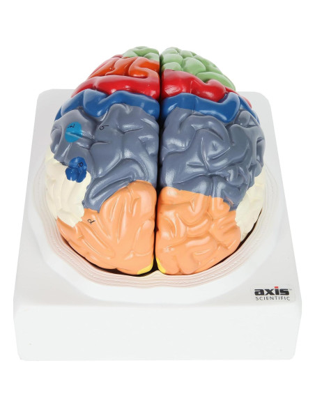 Modelo Anatómico de Cerebro Humano Axis Scientific 2 Piezas Modelo Anatómico de Cerebro Humano Axis Scientific 2 Piezas