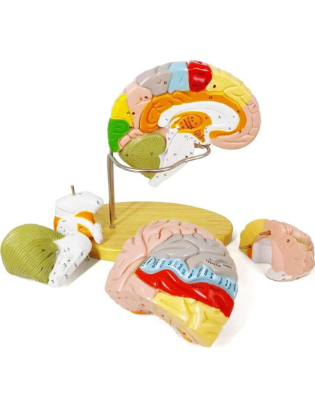 Modelo Anatómico Cerebro Humano EVOTECH 1.5X 4 Partes Modelo Anatómico Cerebro Humano EVOTECH 1.5X 4 Partes
