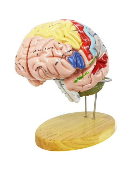 Modelo Anatómico Cerebro Humano EVOTECH 1.5X 4 Partes Modelo Anatómico Cerebro Humano EVOTECH 1.5X 4 Partes