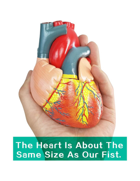 Modelo Anatómico Corazón Humano 2 Partes Merinden con Base Modelo Anatómico Corazón Humano 2 Partes Merinden con Base