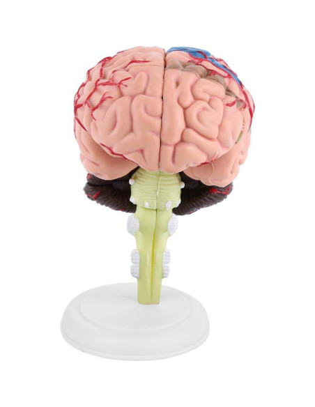 Modelo Anatómico del Cerebro Humano Mumusuki - Plástico 11.8x10.8 cm Modelo Anatómico del Cerebro Humano Mumusuki - Plástico 11.8x10.8 cm