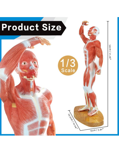 Modelo Anatómico de Músculo Humano Merinden 1/3 Tamaño Real