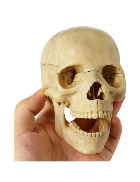 Modelo de Anatomía de Cráneo Mini Benilev 15 Piezas Modelo de Anatomía de Cráneo Mini Benilev 15 Piezas