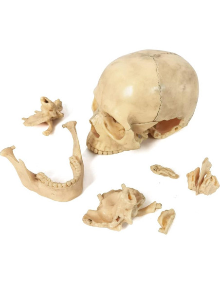 Modelo de Anatomía de Cráneo Mini Benilev 15 Piezas Modelo de Anatomía de Cráneo Mini Benilev 15 Piezas