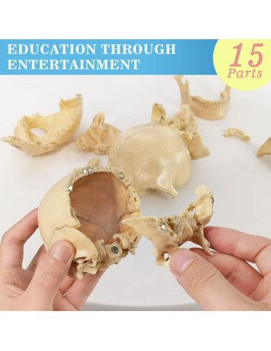 Modelo de Anatomía de Cráneo Mini Benilev 15 Piezas