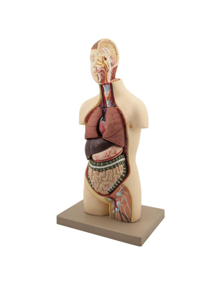 Modelo Anatómico de Torso Juvenil EISCO 45.72 cm 9 Piezas Modelo Anatómico de Torso Juvenil EISCO 45.72 cm 9 Piezas