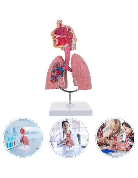Modelo de Pulmón Humano TEHAUX 3D Educativo PVC 27x12x12 cm Modelo de Pulmón Humano TEHAUX 3D Educativo PVC 27x12x12 cm