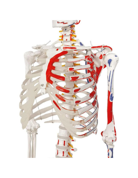 Modelo de Esqueleto Humano 2025 NUEVO HORIZONTE 11.15 kg Modelo de Esqueleto Humano 2025 NUEVO HORIZONTE 11.15 kg