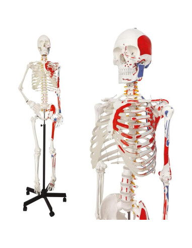 Modelo de Esqueleto Humano 2025 NUEVO HORIZONTE 11.15 kg