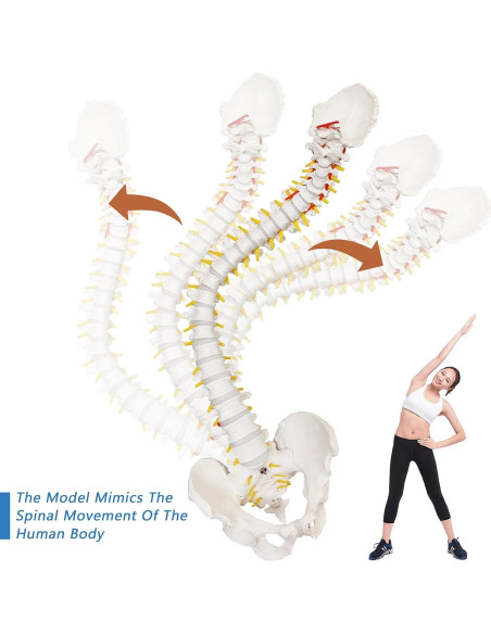 Modelo de Columna Vertebral Flexible 2025 87.9 cm con Soporte Modelo de Columna Vertebral Flexible 2025 87.9 cm con Soporte