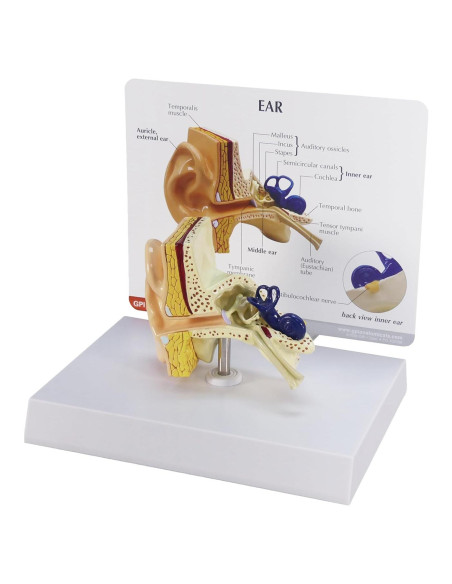 Modelo de Oído GPI Anatomicals 18.4x18.4 cm para Educación Modelo de Oído GPI Anatomicals 18.4x18.4 cm para Educación