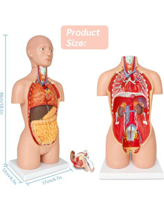 Modelo de Anatomía del Torso Humano JNMFTD 43 cm 16 Partes Removibles 2